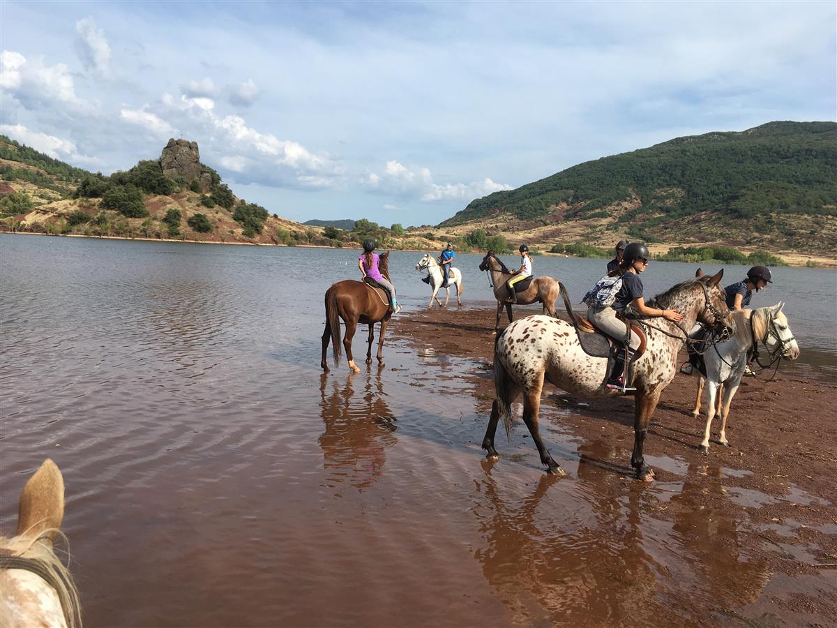 Cheval près du lac
