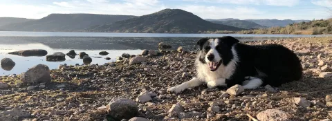 Domaine de La Bergerie du Mas Delon, animaux acceptés, lac du Salagou